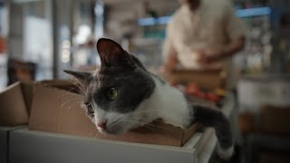 Cash the bodega cat  Chewy commercial [upl. by Hornstein]