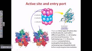 Proteasome and protein degradation [upl. by Couq]