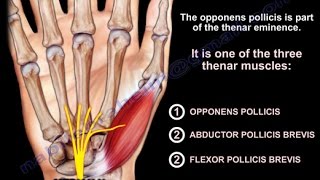 Anatomy Of The Opponens Pollicis  Everything You Need To Know  Dr Nabil Ebraheim [upl. by Cadel75]