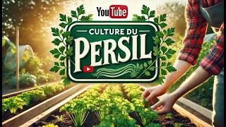 🌿 Culture du Persil  Du Semis à la Récolte Guide Complet🌞 [upl. by Richmal549]