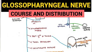 Glossopharyngeal Nerve  Course and Distribution  Neuroanatomy [upl. by Buckler461]