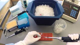 PCR Protocol  Part 1 [upl. by Elladine]