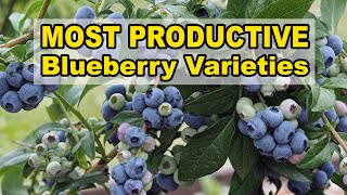 Most Productive Blueberry Varieties [upl. by Skye14]