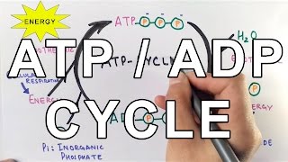 Mechanism of ATPADP Cycle [upl. by Iliak]