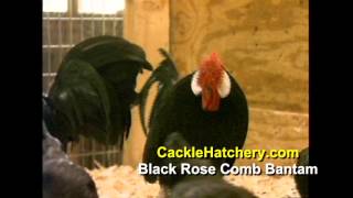 Black Rose Comb Bantam Chicken Breed  Cackle Hatchery [upl. by Fiester]