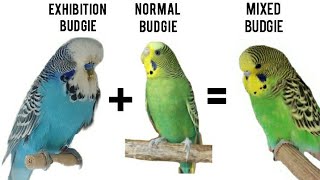 Cross breeding budgies  baby budgies  growth stages [upl. by Ginsburg780]