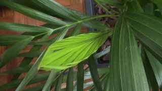 Areca Palm Houseplant  Dypsis Lutescens [upl. by Kerrill612]