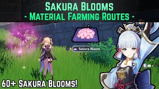 Sakura Bloom Farming Routes 60 Available to Collect  Genshin Impact [upl. by Garlinda]