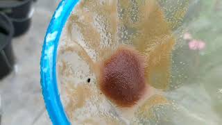 How to culture daphnia moina in a small container Part 1 English Subtitle [upl. by Studner]