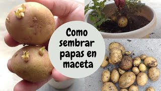 COMO SEMBRAR PAPAS EN MACETA  HOW TO GROW POTATOES IN POT [upl. by Schulman]