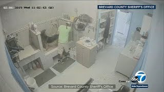 Caught on camera Dog groomer arrested following alleged abuse I ABC7 [upl. by Bebe361]