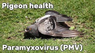 Pigeon Paramyxovirus PMV1  Pigeon Health Episode 2 [upl. by Lleruj331]