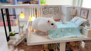 Cute Roborovski Hamster Playing In DIY Miniature House Cage  Hamsters Island [upl. by Rubetta980]