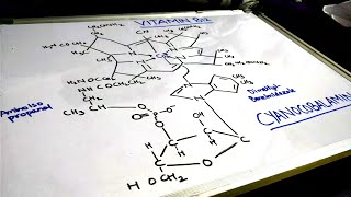 ALL ABOUT VITAMIN B12 COBALAMINESTUDY [upl. by Pattison]