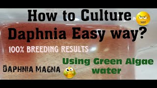 Daphnia MagnaHow to Culture Daphnia Easy wayCulturing Daphnia using Green water Daphnia [upl. by Noiraa]