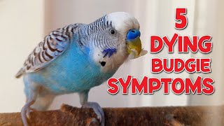 5 Symptoms of a Dying Budgie [upl. by Traweek415]