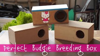 Build a Perfect Budgie Nest Box [upl. by Venus]