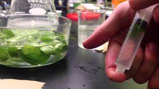 Photosynthesis in Leaf Disks Experiment [upl. by Tammi93]