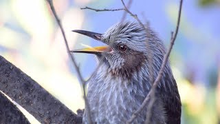 求愛中のヒヨドリ  Bulbul in courtship [upl. by Anibla157]