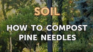 How to Compost Pine Needles [upl. by Rudiger]