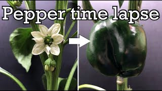 Growing peppers time lapse  flower to fruit in 60 days [upl. by Gilberta]