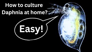 BEST Live Fish Food Beginner guide How to Culture Daphnia at home [upl. by Weider]