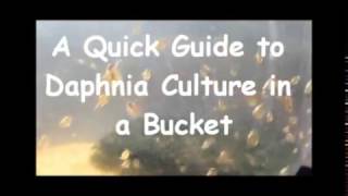 How to culture daphnia outside [upl. by Hbaruas]