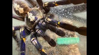 Poecilotheria metallica egg sack removal and rehouse [upl. by Acceber151]