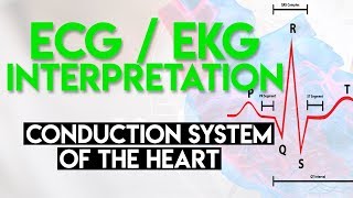 Electrical Conduction System of the Heart  ECG EKG Interpretation Part 1 [upl. by Marston484]