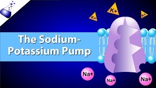 The SodiumPotassium Pump [upl. by Nahshu]