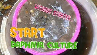 How to culture daphnia moina the easy way 1  Starting the Daphnia culture [upl. by Aridan]