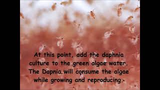 Daphnia  How to grow daphnia in your home [upl. by Larkins]