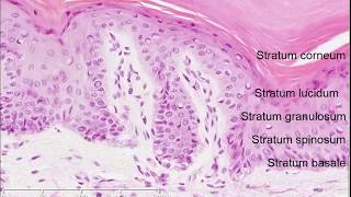 Histology of the Skin [upl. by Garth]