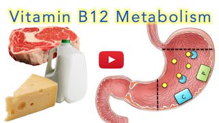 Vitamin B12 Cobalamin Digestion and Absorption Explained SUPER EASY [upl. by Noyar]