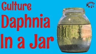 How to Culture Daphnia in a Jar [upl. by Nitsirk]