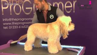 How to groom a Cockapoo  Teddybear Trim  Grooming Guide  Pro Groomer [upl. by Bivins]