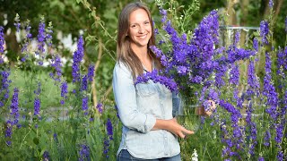 How to grow and harvest larkspur for fresh or dried arranging  Northlawn Flower Farms [upl. by Aizek]