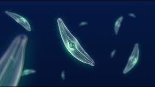 What Makes Diatoms So Special [upl. by Analak873]