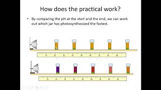 Y10 Photosynthesis core practical [upl. by Osman]