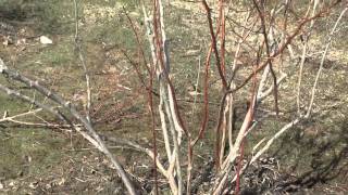 How to Prune a Blueberry Bush [upl. by Miksen]