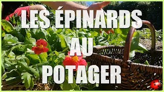 LES ÉPINARDS AU POTAGER Tuto  Cest maintenant [upl. by Walburga407]