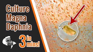 How to culture DAPHNIA MAGNA  The easy way [upl. by Kred]