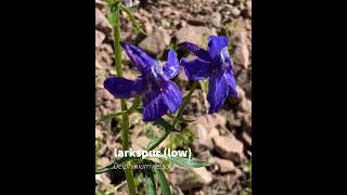 larkspur low [upl. by Kristopher]