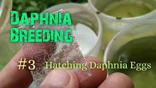 Daphnia Culture made simple and easy 3  Hatching Daphnia eggs [upl. by Latvina830]