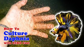 How to Culture Daphnia with ZERO Cost  Unlimited Live Food For Our Fish [upl. by Elbertine898]