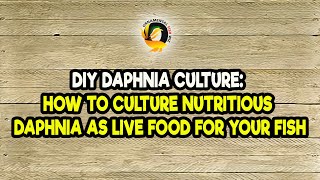 DIY Daphnia Culture How to Culture Nutritious Daphnia as Live Food for Your Fish [upl. by Coltun548]