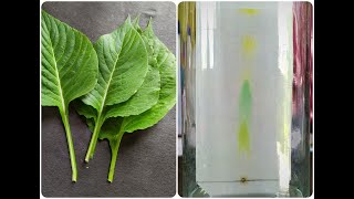 Paper Chromatography Experiment [upl. by Berkshire]