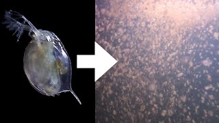 How I Culture Daphnia [upl. by Allana]