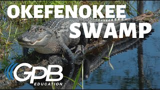 Okefenokee Swamp  Georgias Physical Features [upl. by Akiria]