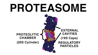 THE PROTEASOME UBIQUITINATION AND PROTEIN DESTRUCTION [upl. by Schonthal]